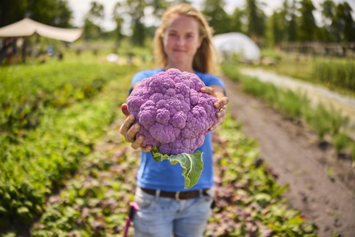 Sociale voedseltuinen de kleine boerderij